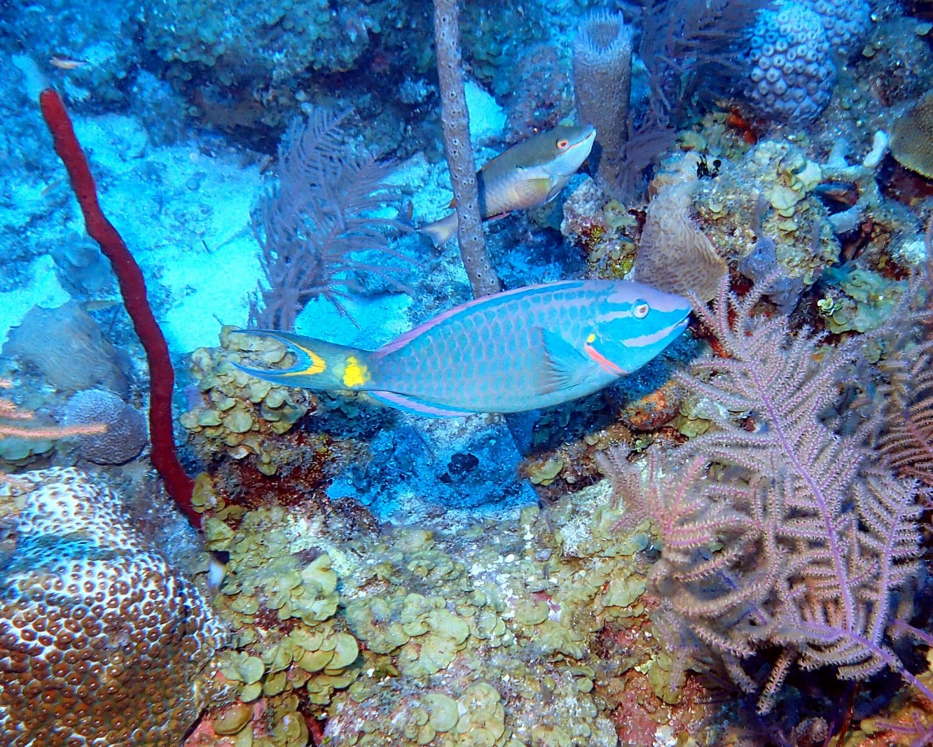 Stoplight Parrotfish 1 - Blackbird Caye - Belize 2016"