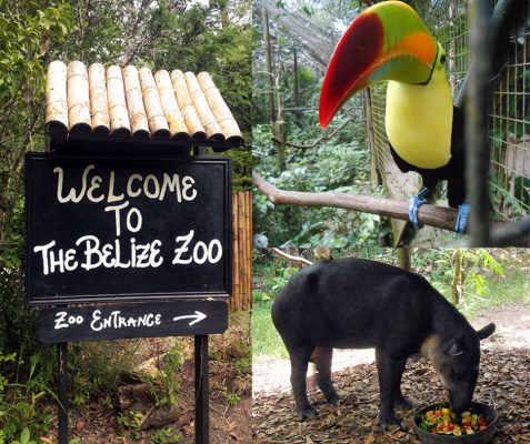 WELCOME to the Belize Zoo
