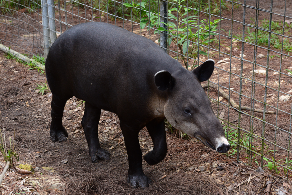 Belize Zoo-Tapir