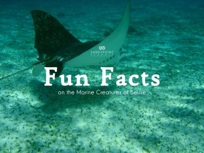 Fun Facts on the Marine Creatures of Belize