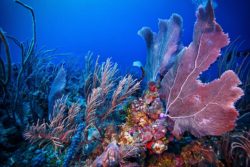 Belize Barrier Reef