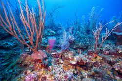 Belize Barrier Reef