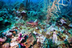 Belize Barrier Reef