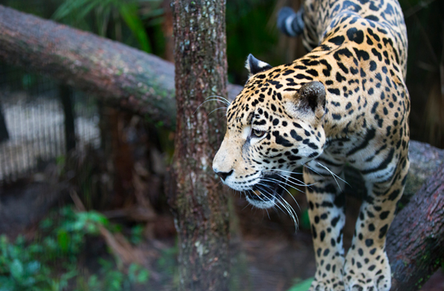 Mainland Tours Belize Zoo