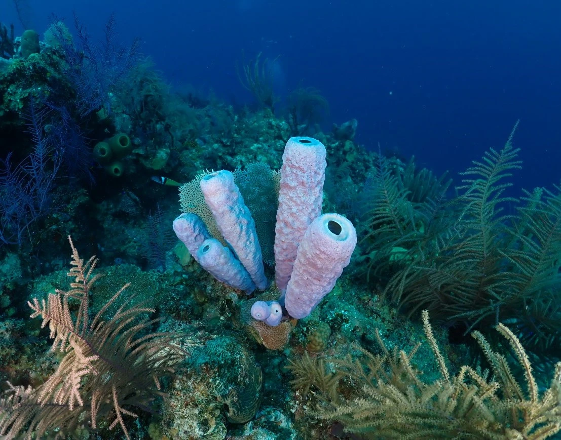 Scuba Diving & Snorkeling