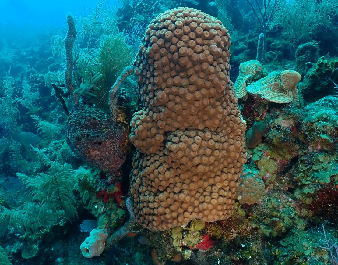 Scuba Diving & Snorkeling
