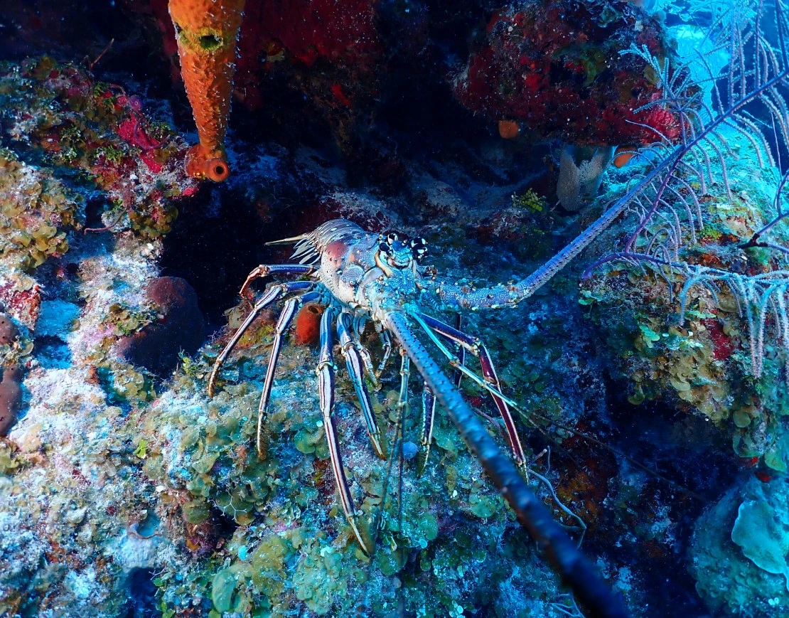 Scuba Diving & Snorkeling