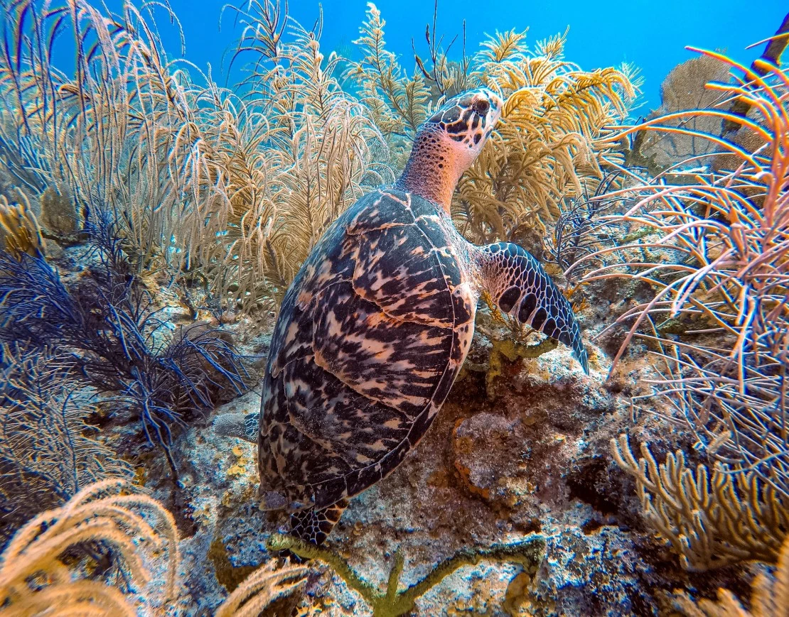 Scuba Diving & Snorkeling