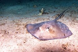 stingray on the ocean floor