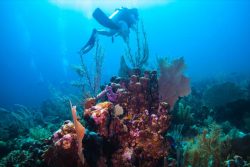 Snorkeling in Belize