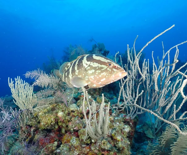 Section Image