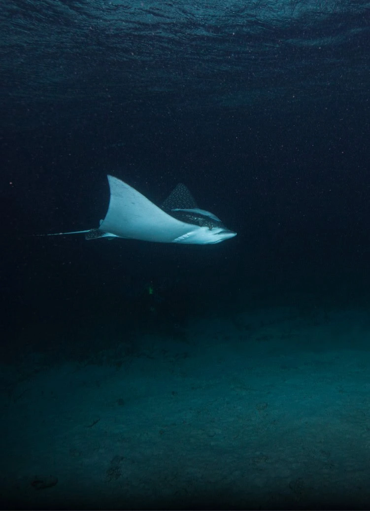 Fish DeepWater