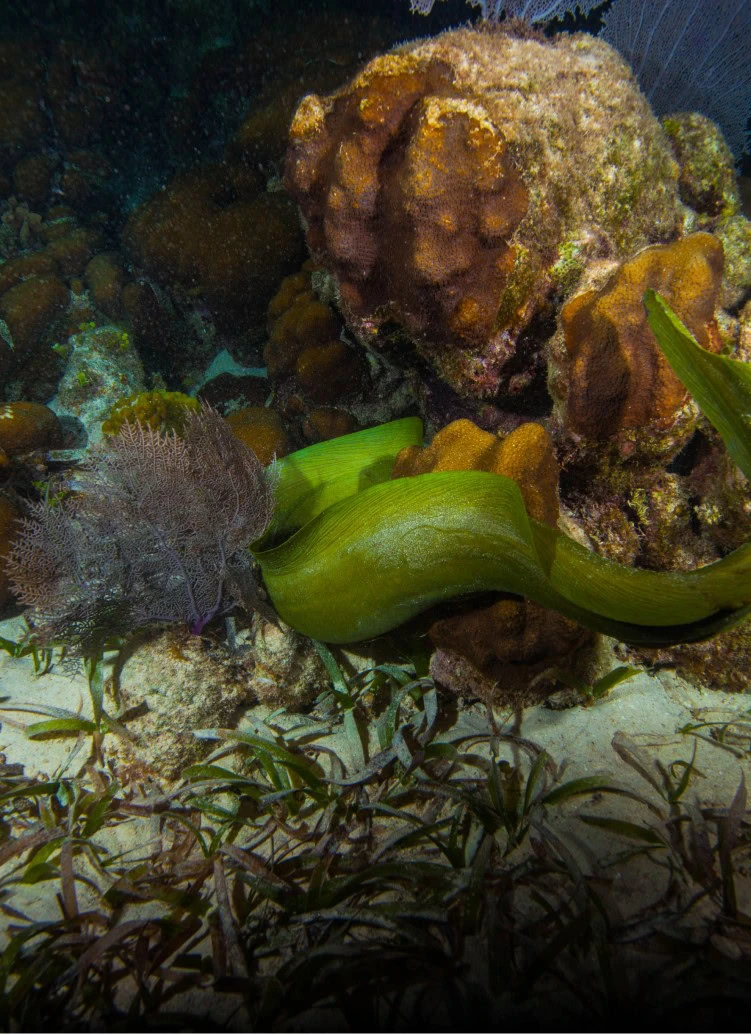 Snake DeepWater