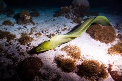 Eel in the Belize Barrier Reef