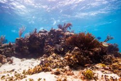 Belize Barrier Reef