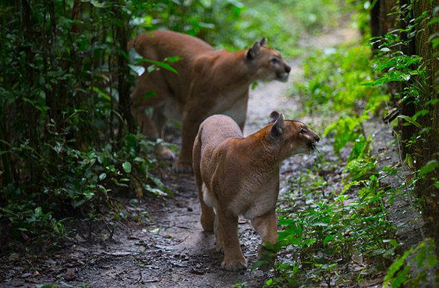 Pumas at the zoo