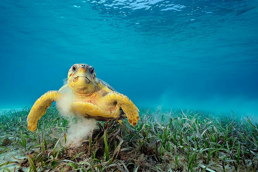 Sea Turtle and Seagrass