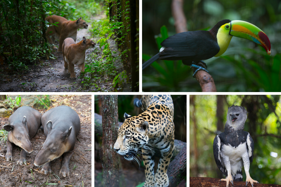 Belize Zoo Tour