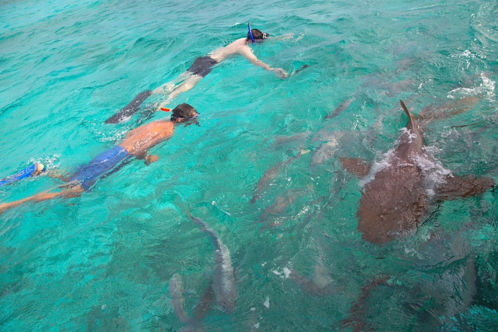 Snorkel at Hol Chan and Shark Ray Alley, Mexico Rocks, Tres Cocos & Tuffy, Coral Forest and Manatee