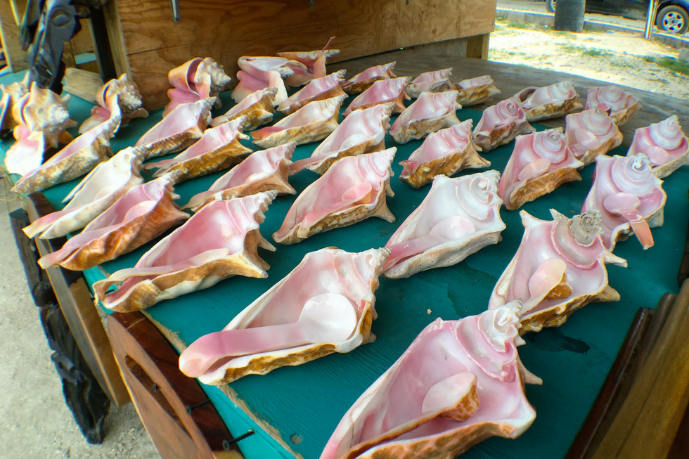 Plates made of Conch Shell