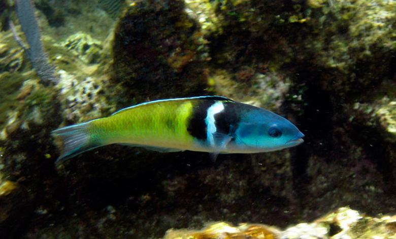 Bluehead Wrasse