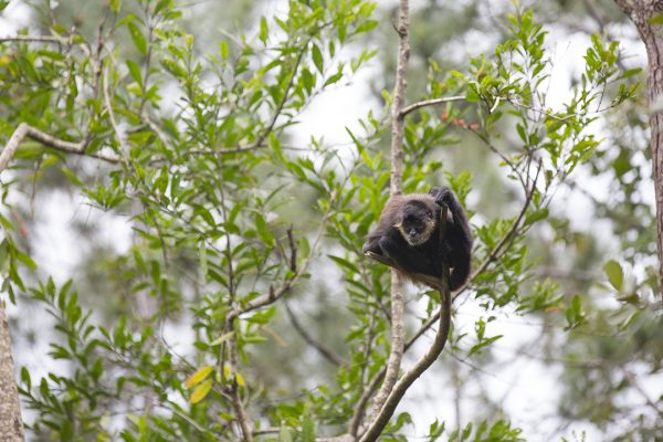 Geoffroy's Spider Monkey