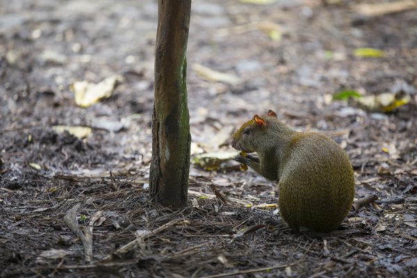 Agouti