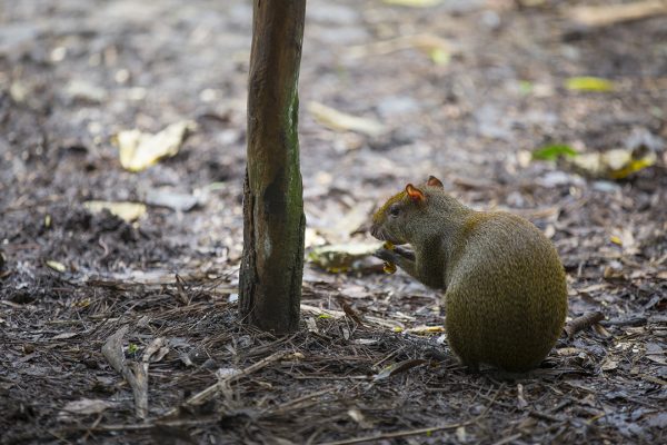  Agouti