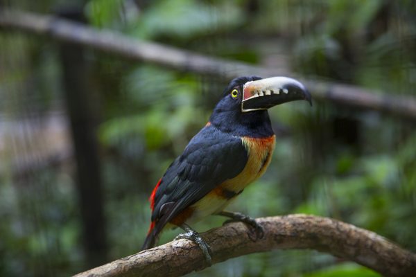 Aracari Toucan