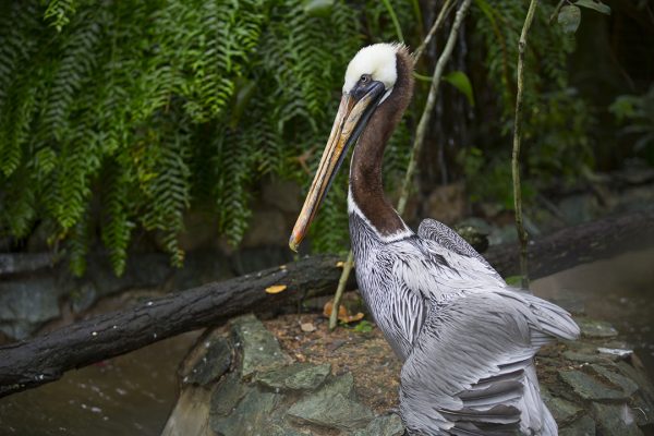 Brown Pelican