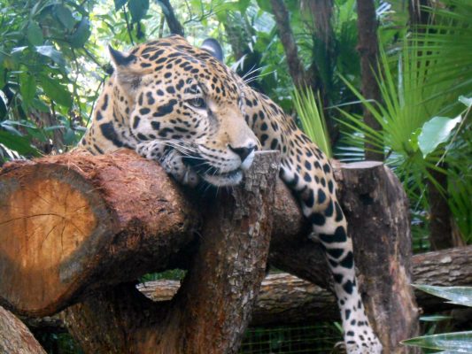 Junior the Jaguar