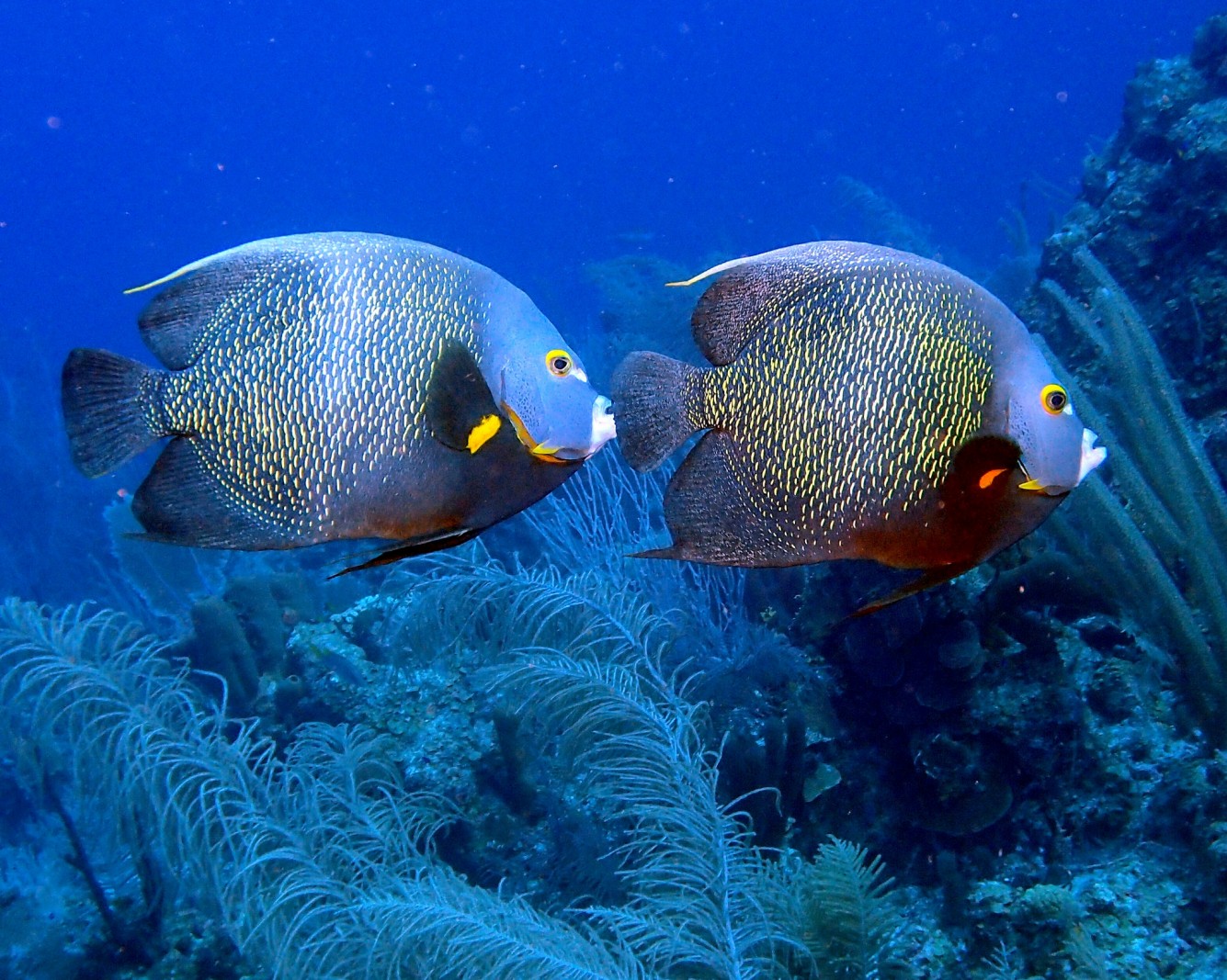 French Angelfish 3 - Blackbird Caye - Belize 2016