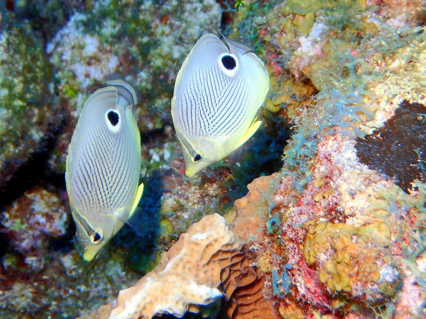 Four-eye Butterflyfish, Chaetodon capistratus