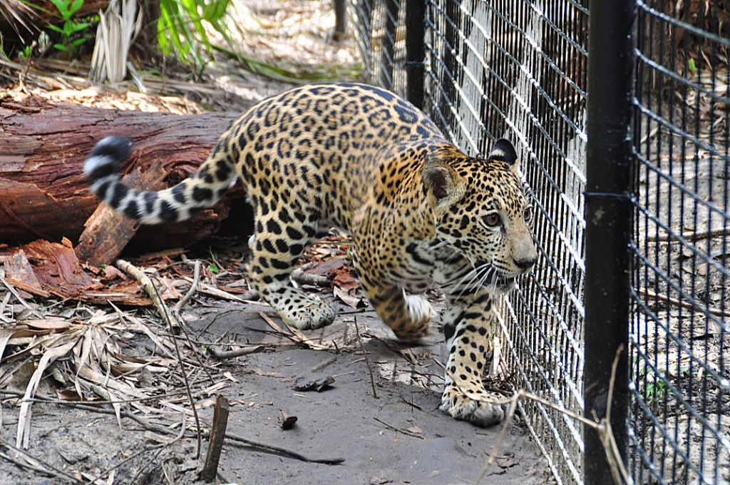 The Belize Zoo’s Newest Exhibit Opens!  Chiqui the Jaguar’s Story