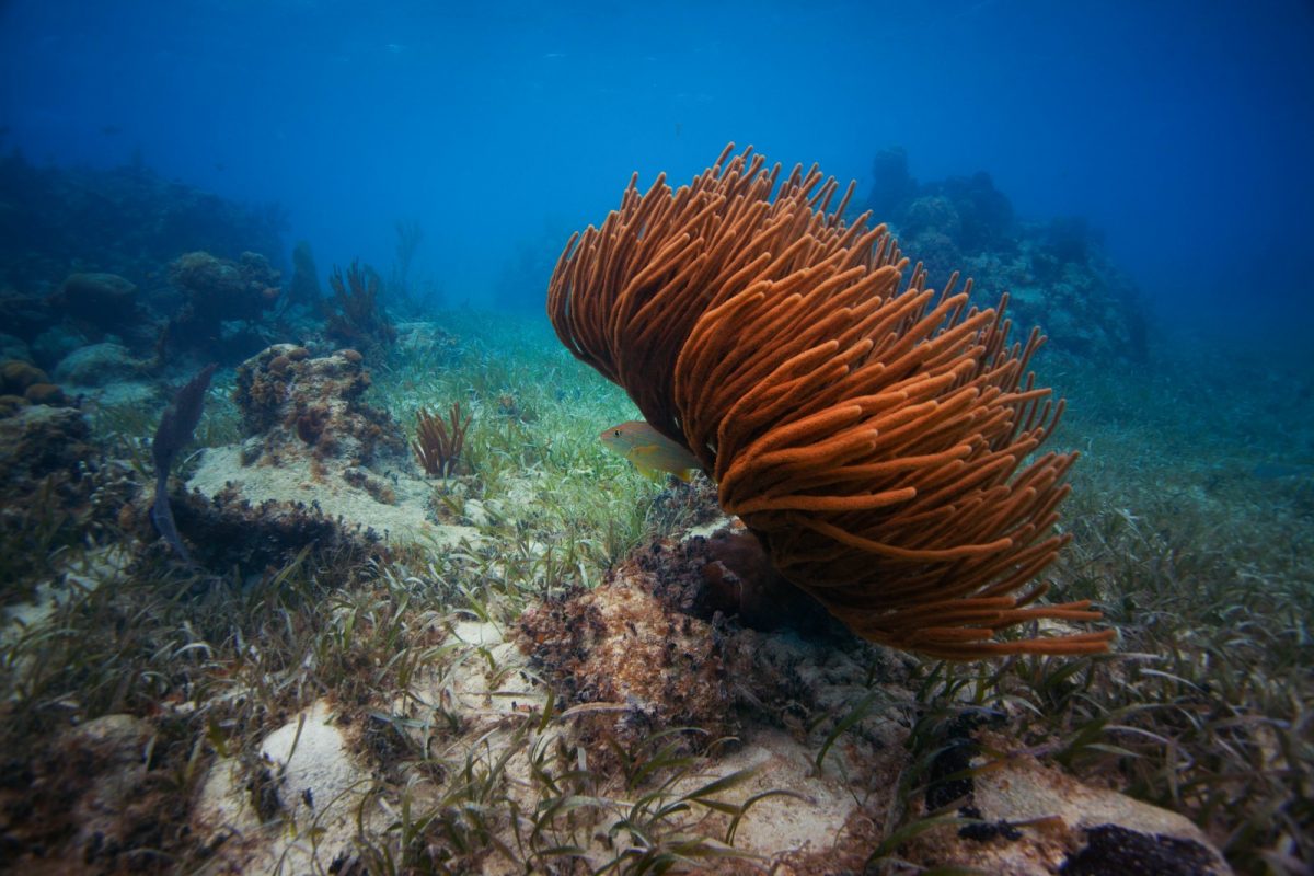 8 Sure-to-See Fish on your Belize Dive