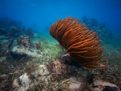 8 Sure-to-See Fish on your Belize Dive