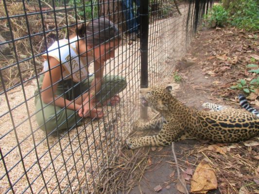 belize-zoo-miss-bze-universe-and-chiqui