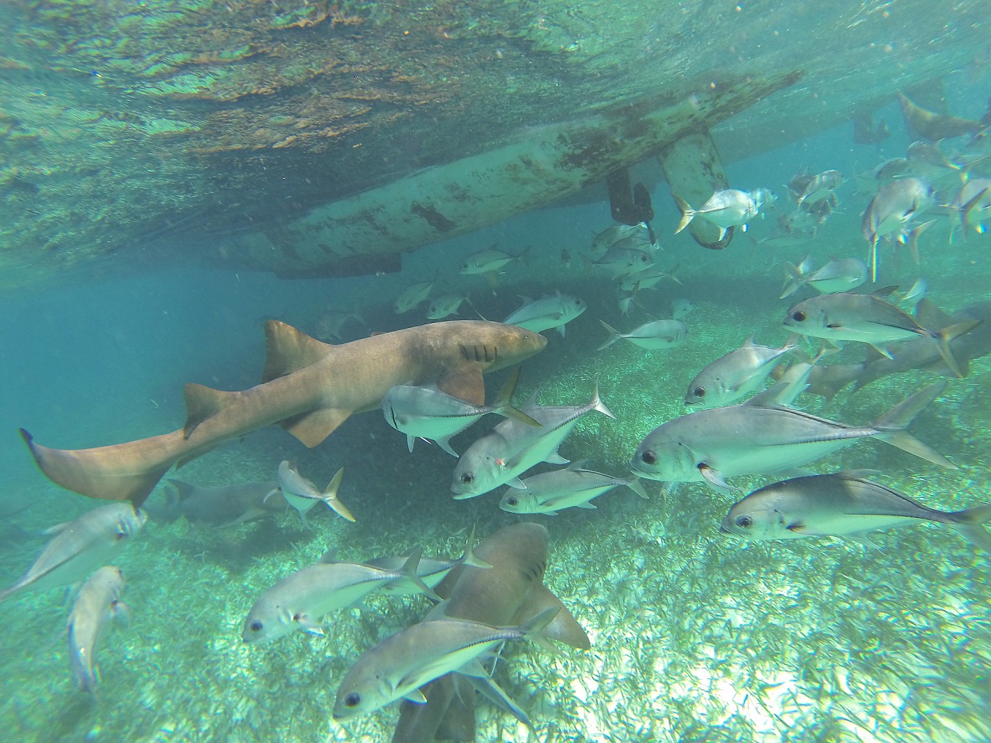 nurse shark