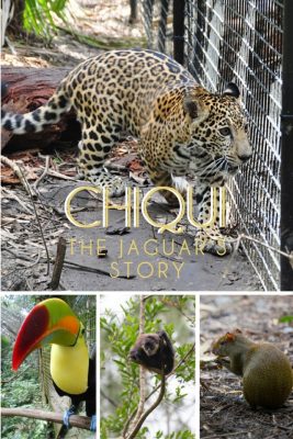 The Belize Zoo’s Newest Exhibit Opens! Chiqui the Jaguar’s Story