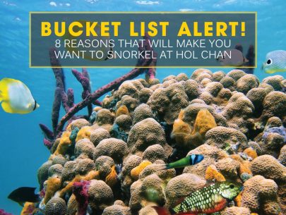 Bucket list alert! 8 reasons that will make you want to snorkel at Hol Chan!