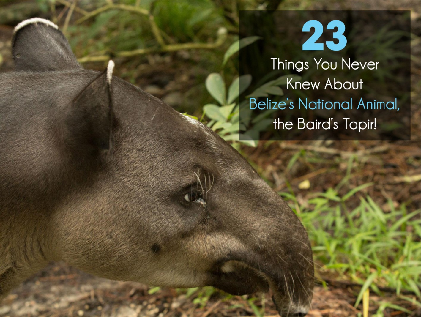 23 Things You Never Knew About Belize's National Animal, The Baird's Tapir  - Sandy Point Resorts