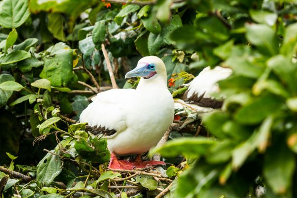 Red Foot Booby Bird_sandypointresorts