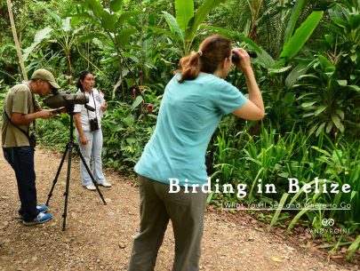 Birding-in-Belize