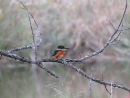 American Pygmy Kingfisher