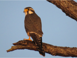 Aplomado Falcon