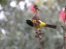 Black-cowled Oriole