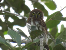 Ferruginous Pygmy-owl