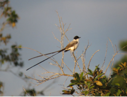 Fork-tailed Flycatcher