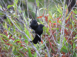 Groove-billed Ani's