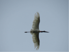 Jabiru